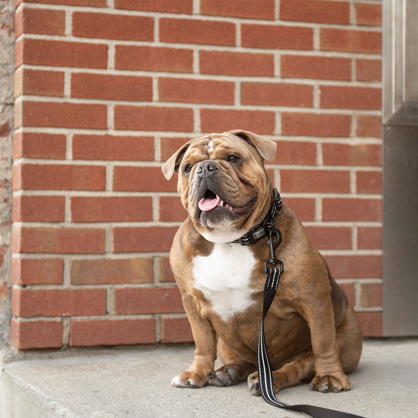 REFLECTIVE LEASH - BLACK